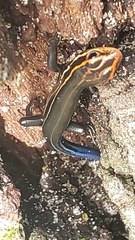 Plestiodon inexpectatus image