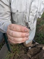 Sceloporus variabilis
