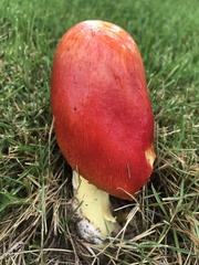 Amanita parcivolvata
