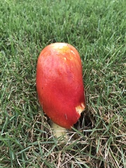 Amanita parcivolvata