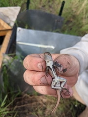 Sceloporus variabilis