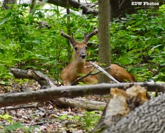 Odocoileus virginianus