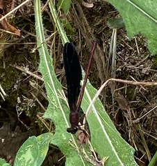 Calopteryx haemorrhoidalis