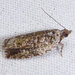 Buckeye Petiole Borer Moth - Photo (c) Diane P. Brooks, some rights reserved (CC BY-NC-SA), uploaded by Diane P. Brooks