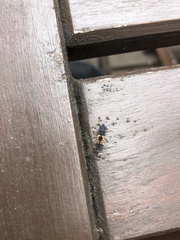 Harmonia axyridis