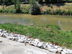 Alopochen aegyptiaca