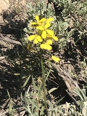 Erysimum perenne