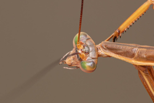 Stick Mantis