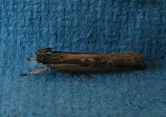 Helcystogramma phryganitis