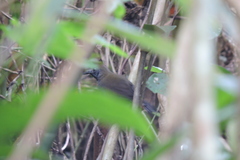 Myrmophylax atrothorax