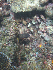 Myripristis violacea