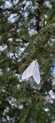 Palpita flegia