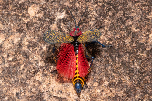 Rainbow Milkweed Locust