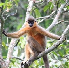 Trachypithecus pileatus