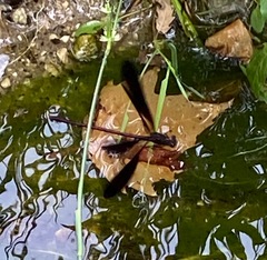 Calopteryx haemorrhoidalis