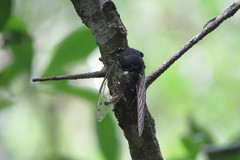 Neotibicen tibicen australis