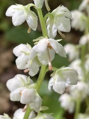 Pyrola rotundifolia