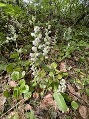 Pyrola rotundifolia