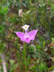 Calopogon