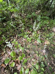 Pyrola rotundifolia