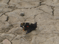Vanessa atalanta