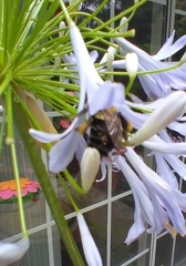 Bombus impatiens image