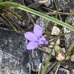 Lobelia gattingeri