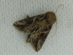 Autographa rubidus