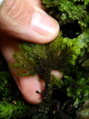 Dendrohypopterygium filiculiforme