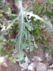 Engelmannia peristenia