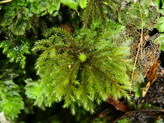 Dendrohypopterygium filiculiforme