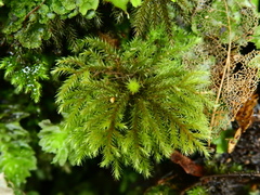 Dendrohypopterygium filiculiforme