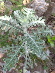 Engelmannia peristenia