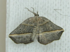 Metanema determinata