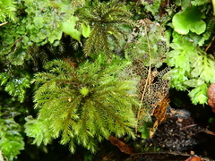 Dendrohypopterygium filiculiforme