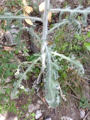 Engelmannia peristenia