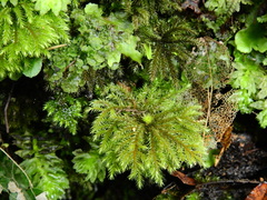 Dendrohypopterygium filiculiforme