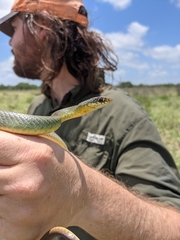 Coluber constrictor oaxaca