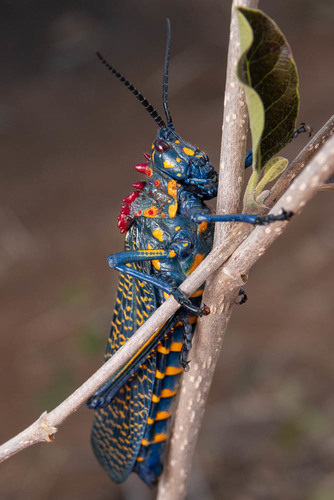 Rainbow Milkweed Locust