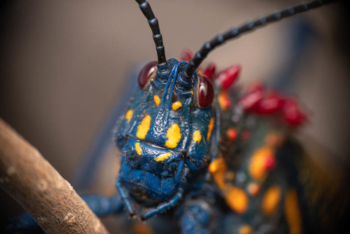 Rainbow Milkweed Locust