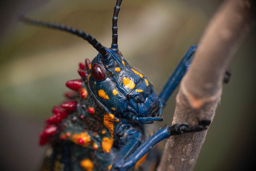 Rainbow Milkweed Locust