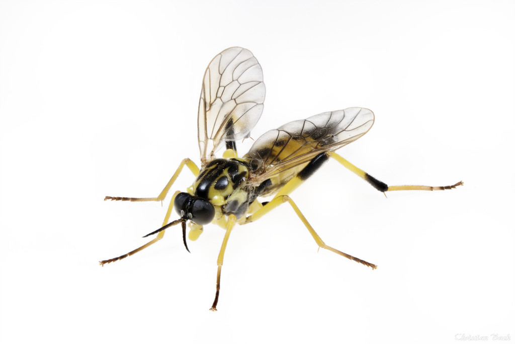 Xylomya terminalis