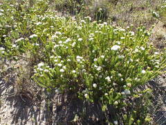 Agathosma gonaquensis