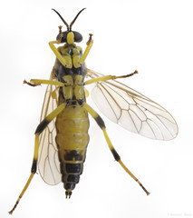 Xylomya terminalis