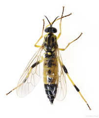 Xylomya terminalis