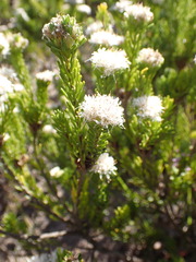Agathosma gonaquensis