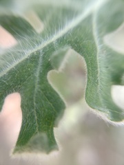 Engelmannia peristenia