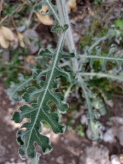 Engelmannia peristenia