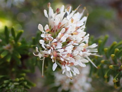 Agathosma gonaquensis