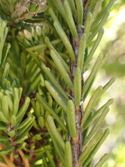 Agathosma gonaquensis